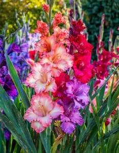 Gladiolus 101: How to Grow Healthy Blooms From Corms to Cut Flowers