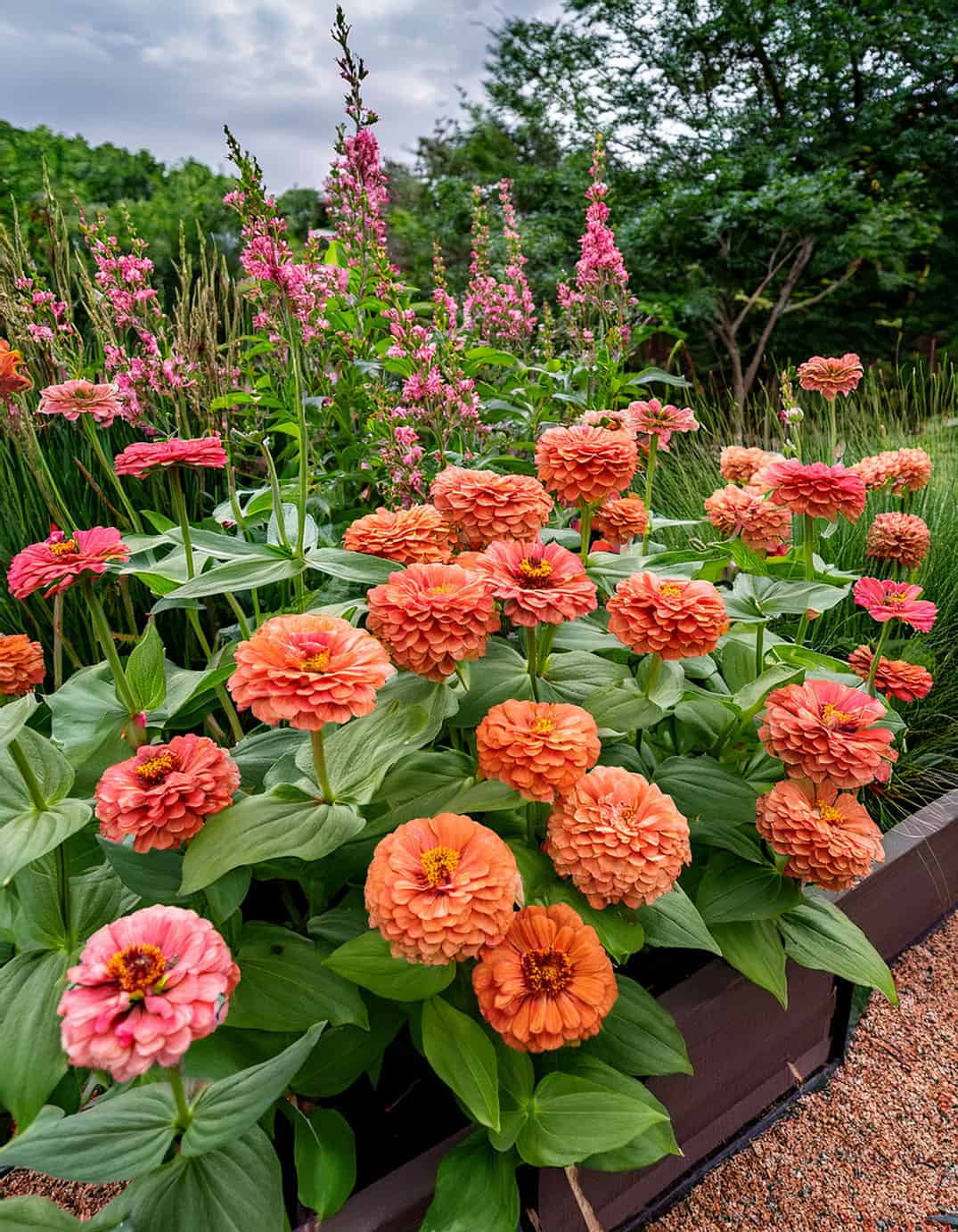 Peach zinnias