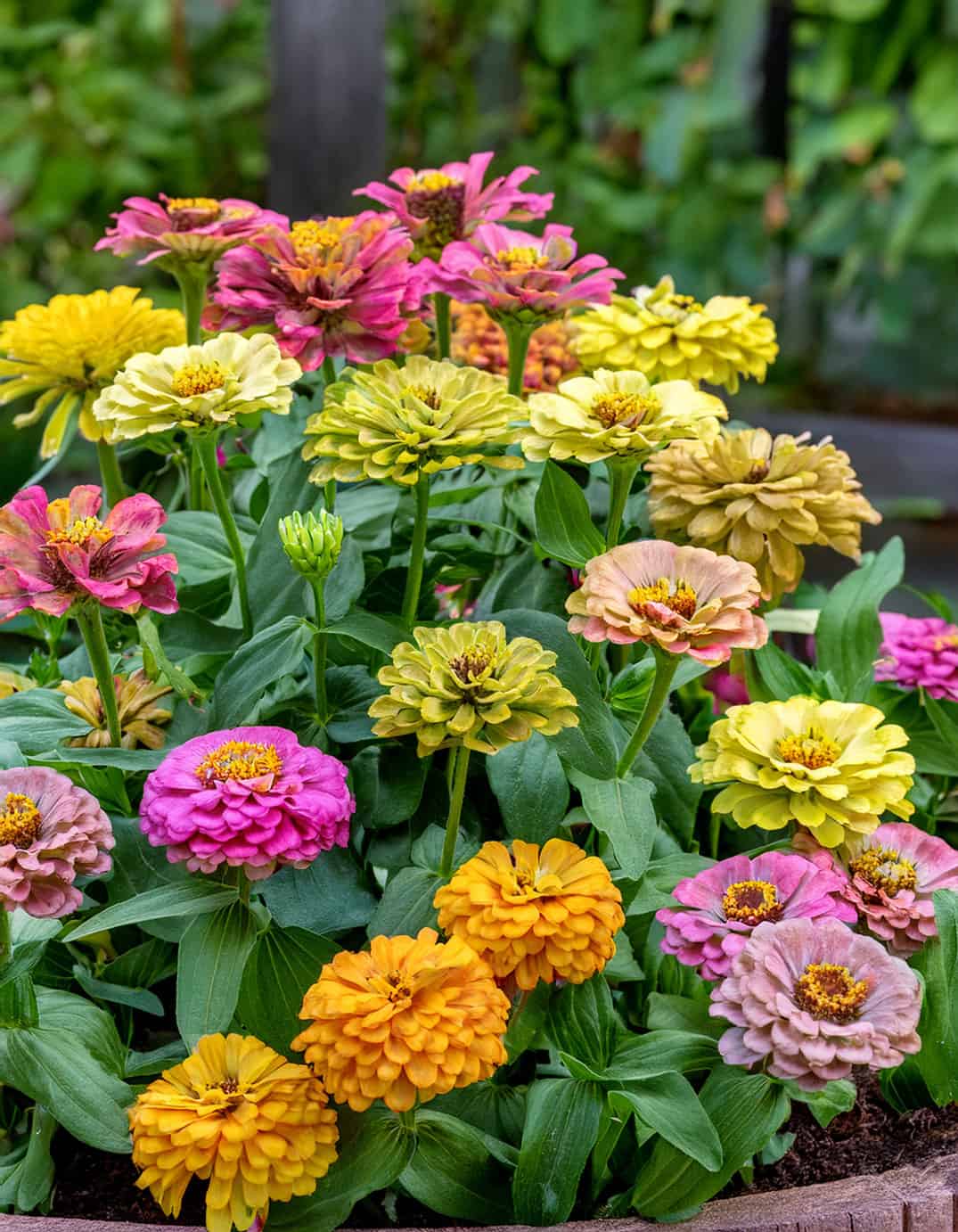 Queen lime zinnias