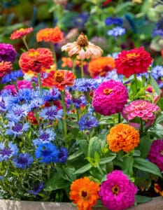 The Secret to Growing Zinnias in Planters (Plus Fillers and Thrillers)