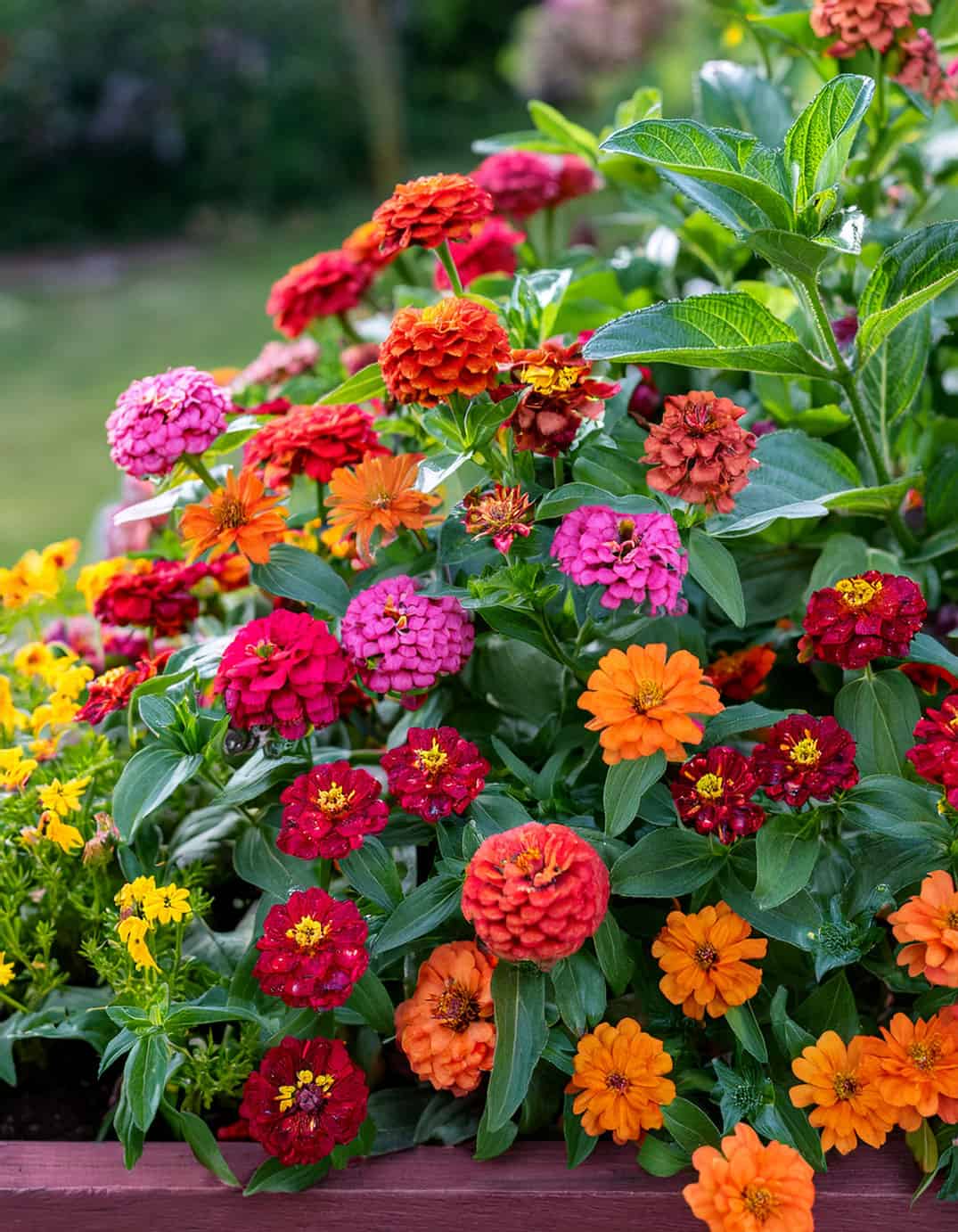 Zinnias and lantana flowers