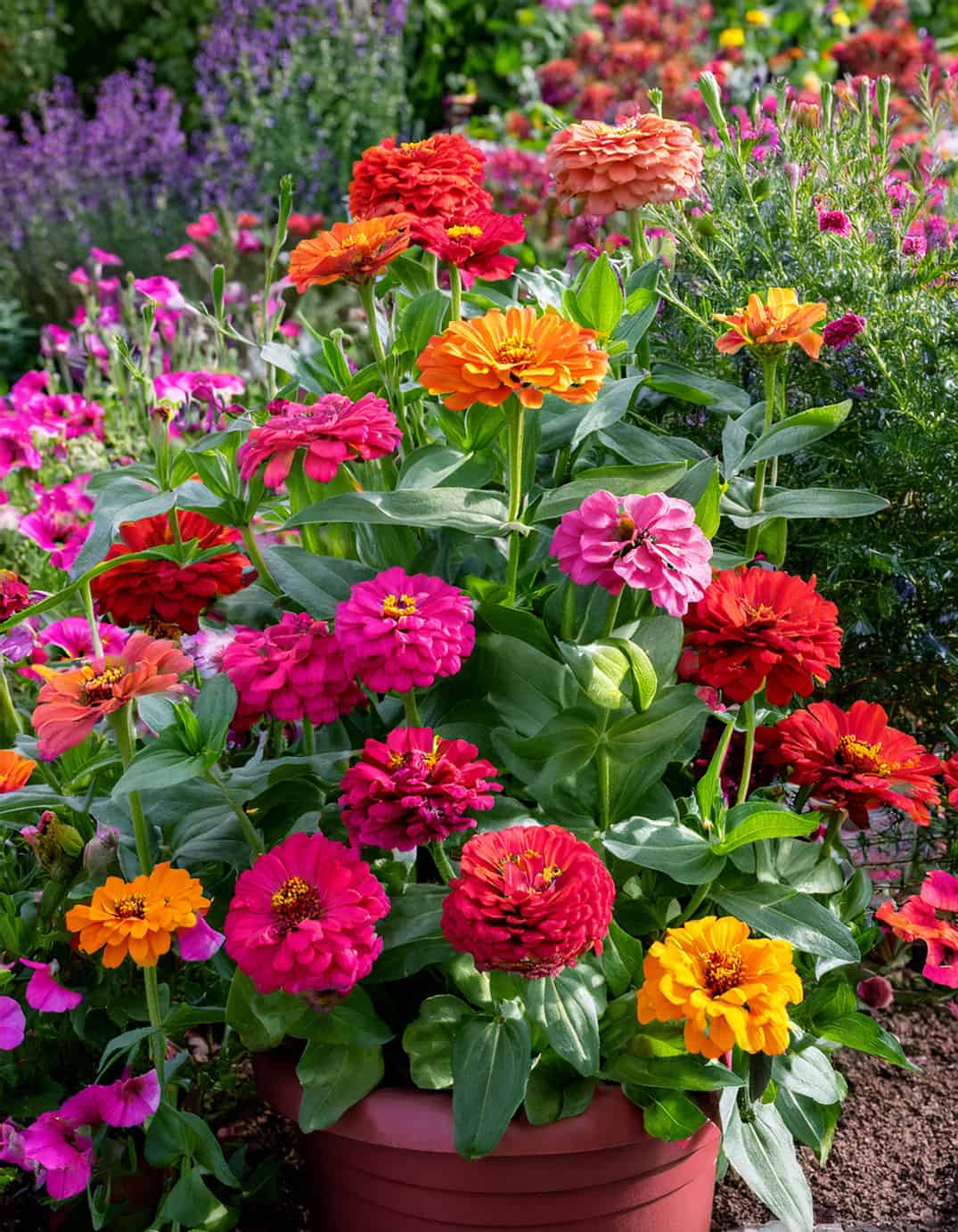 Zinnias and petunias