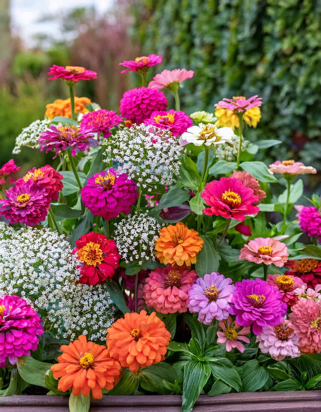 Zinnias in planter with white flowers