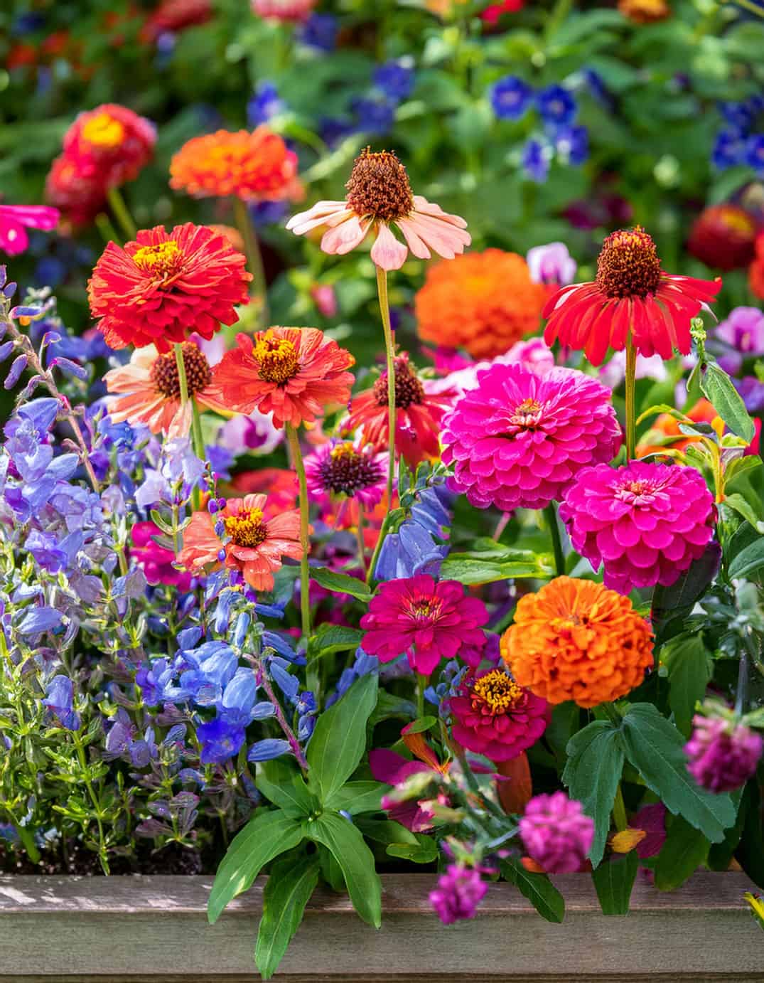 Zinnias in planters