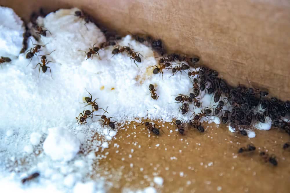 ants eating sugar