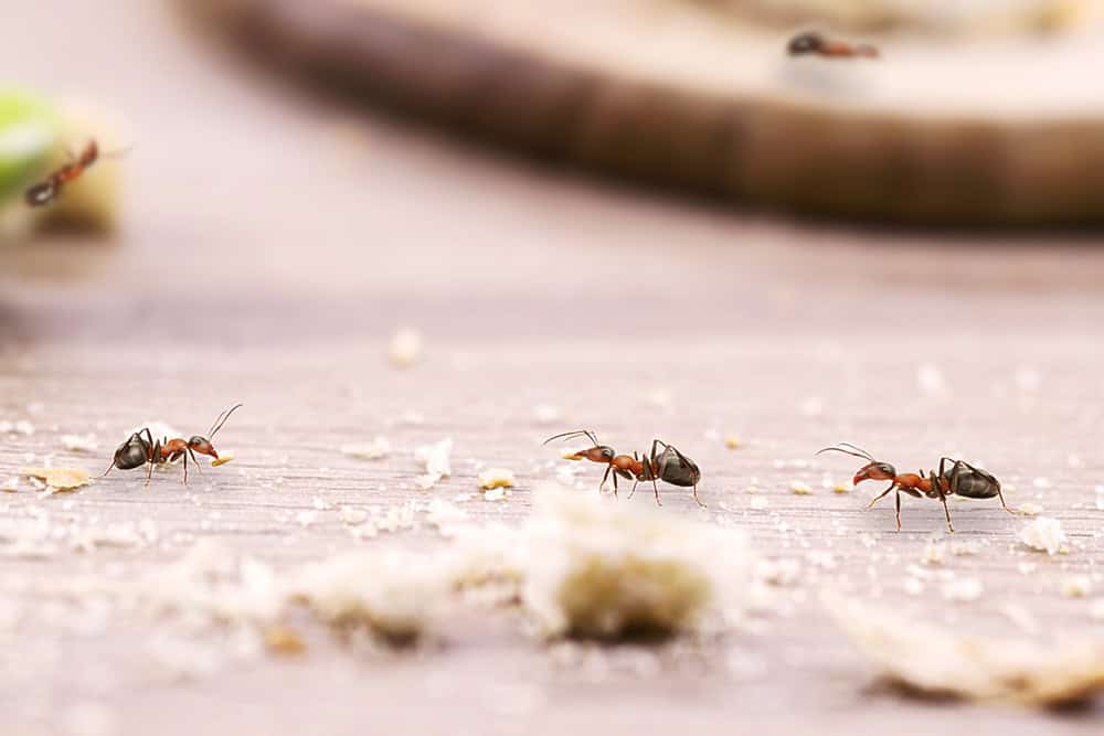 ants on a path