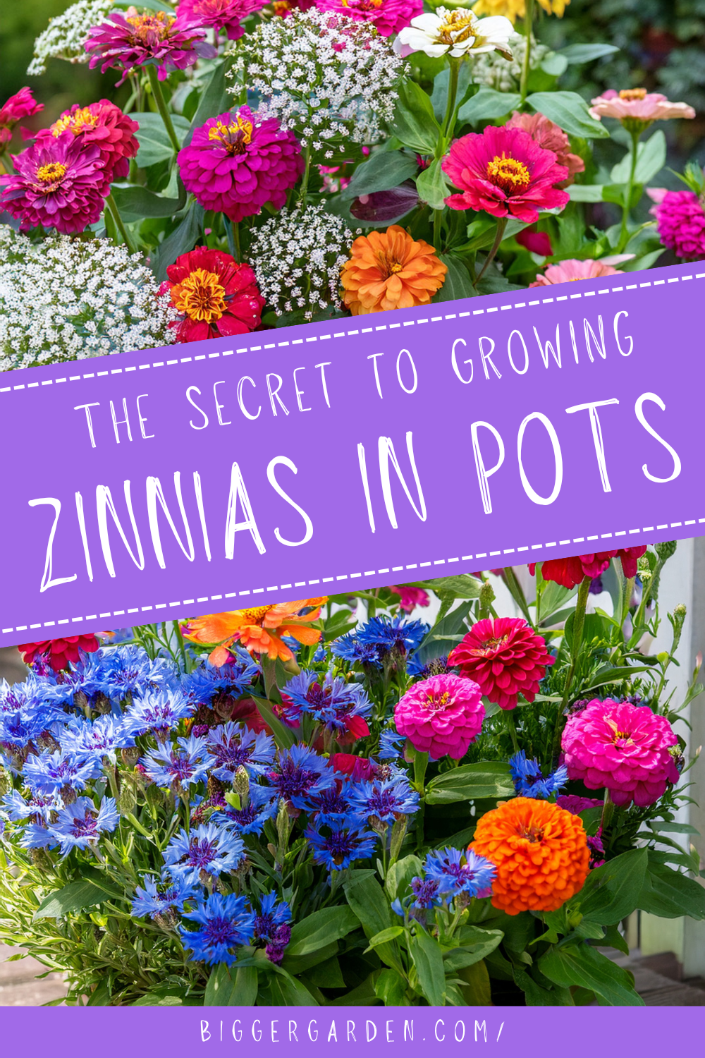 zinnias in pots