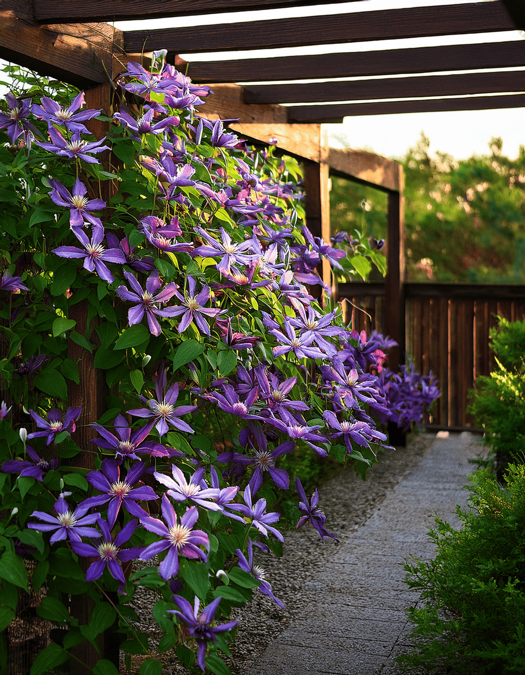 Clemantis flowers growing wooden pergola