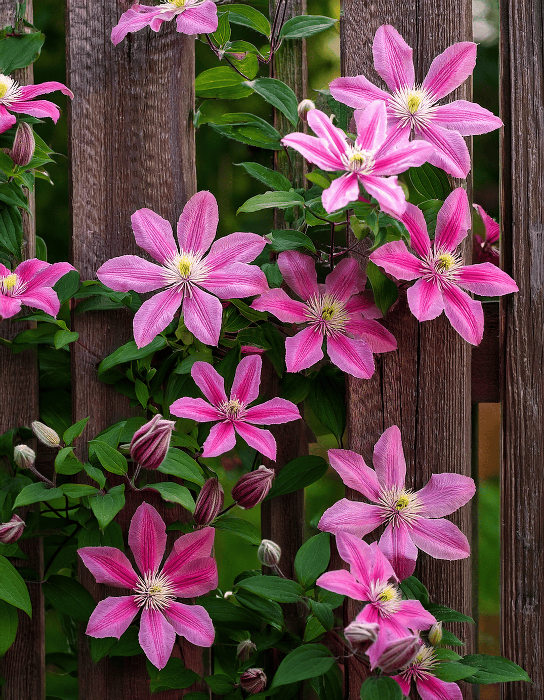 Clemantis flowers growing