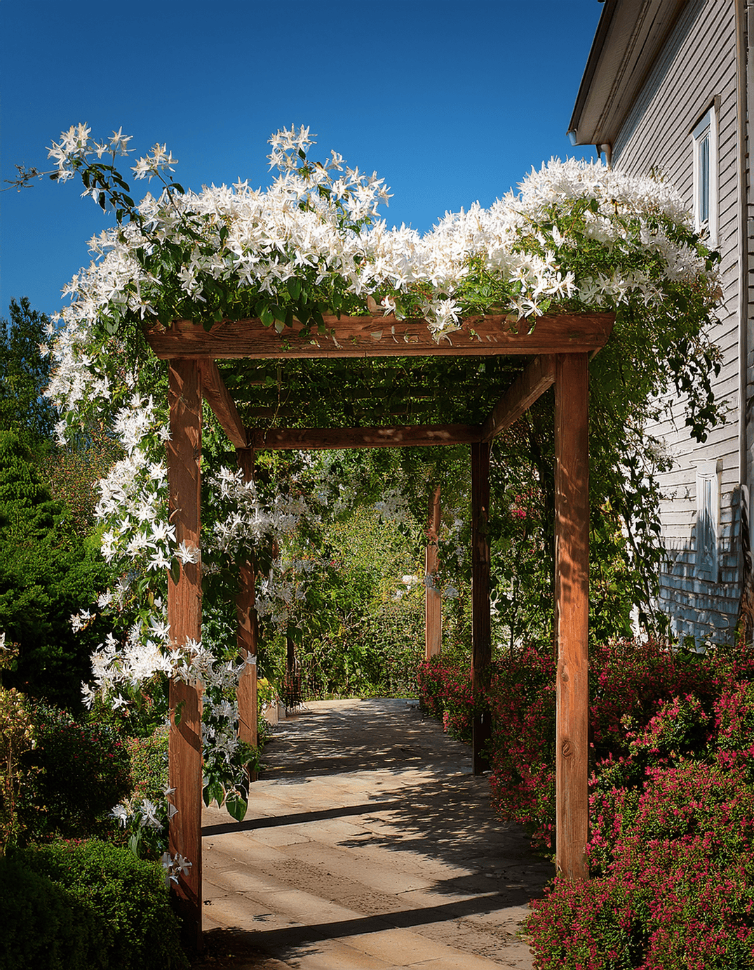 Firefly photograph of Many Clemantis flowers growing Star Jasmine flowers growing wooden pergola 1