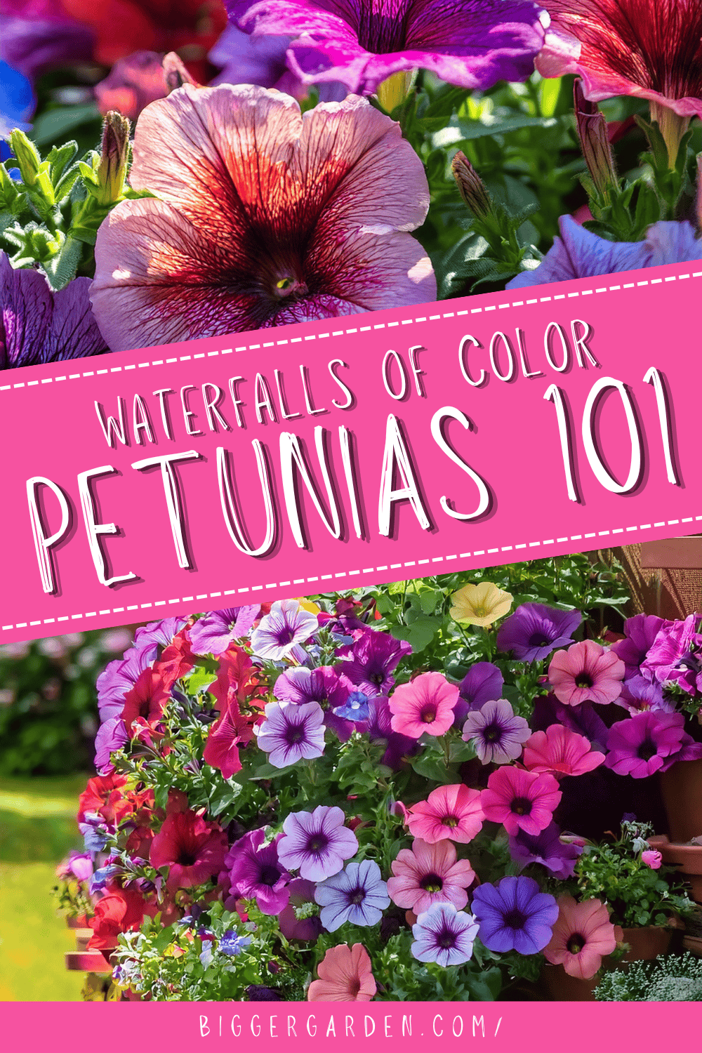 Petunias