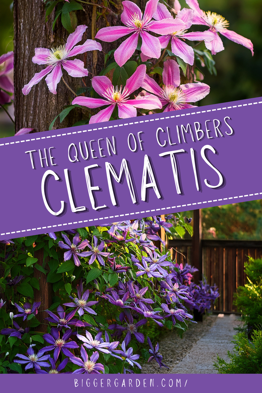 The queen of climbers clematis