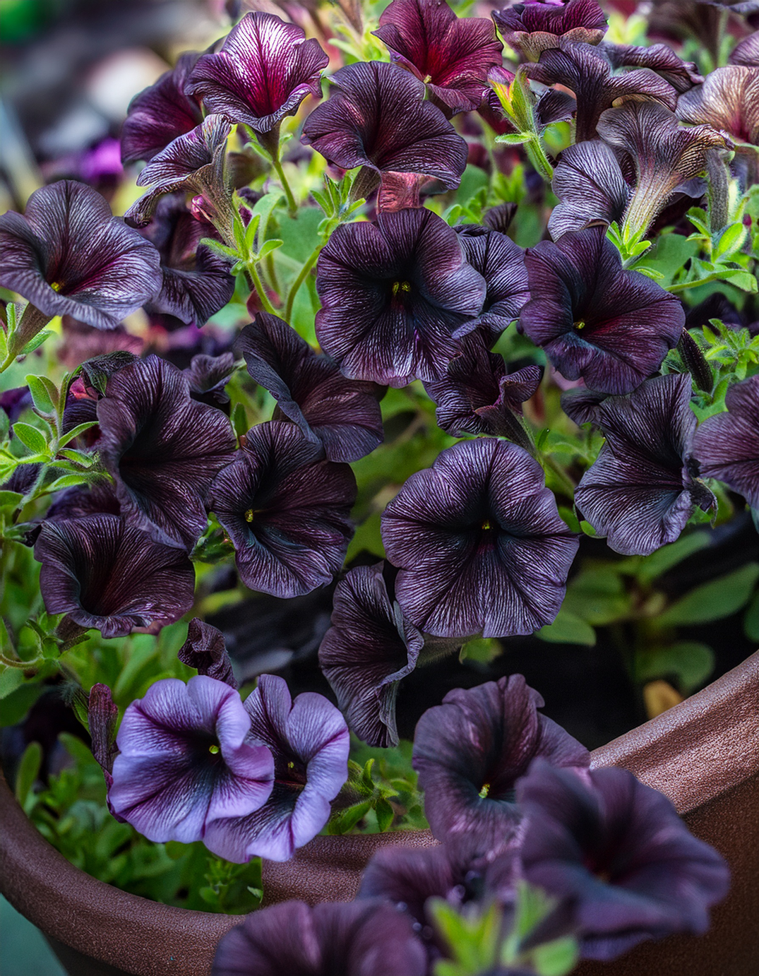 black petunia flowers growing in planters