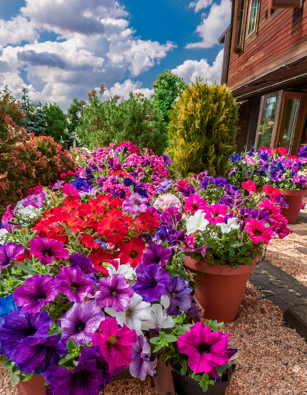 petunia flowers growing in planters2