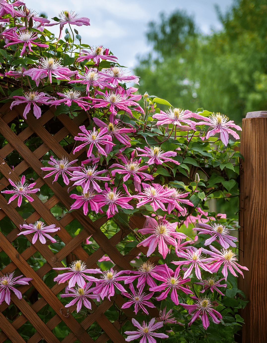 pink Clemantis flowers growing on a wooden lattice pergola