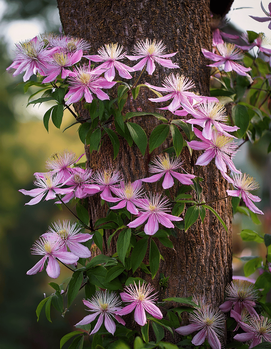 pink Clemantis flowers growing up a tree trunk 1