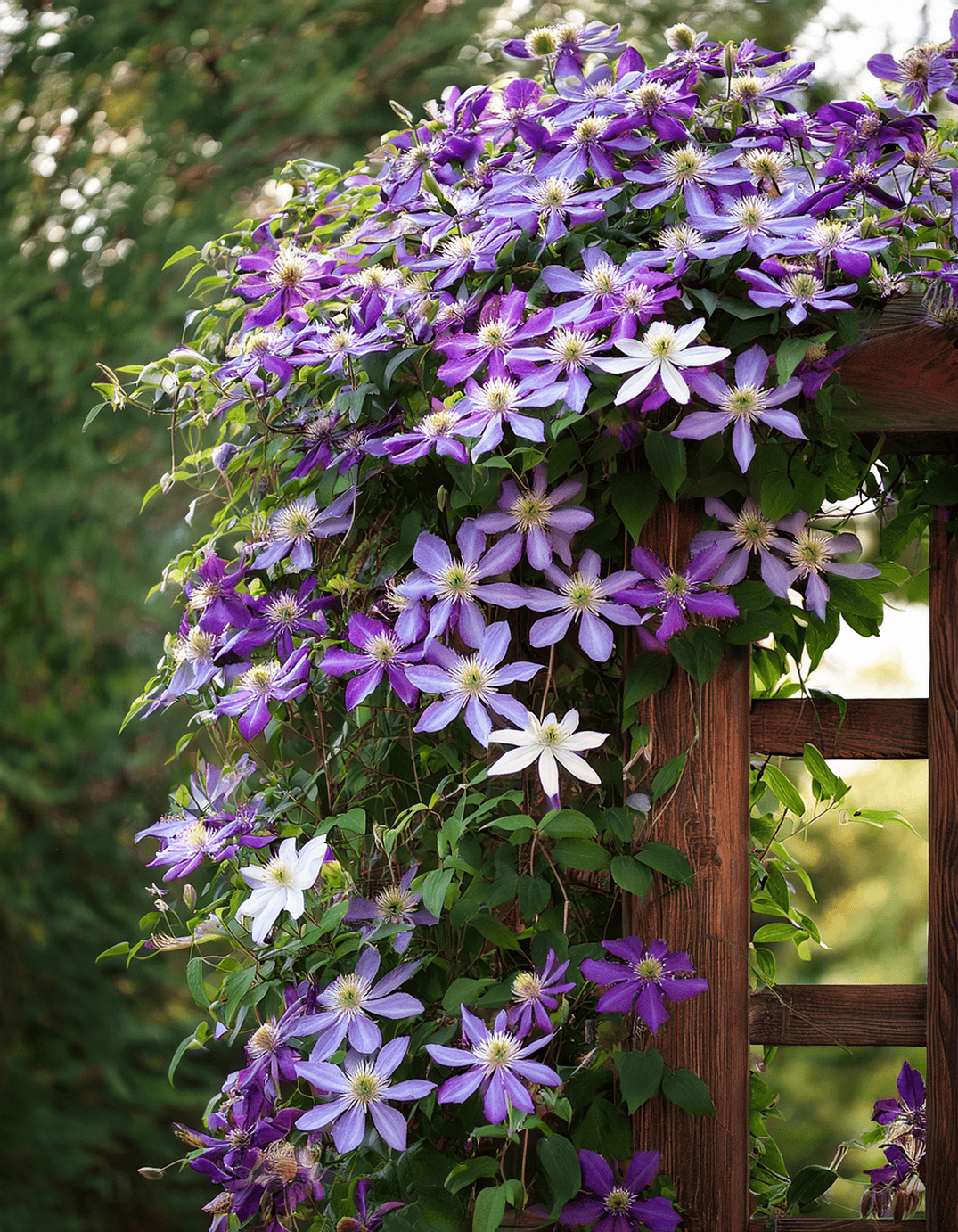 purple and white Clemantis flowers growing up a wooden Arbor