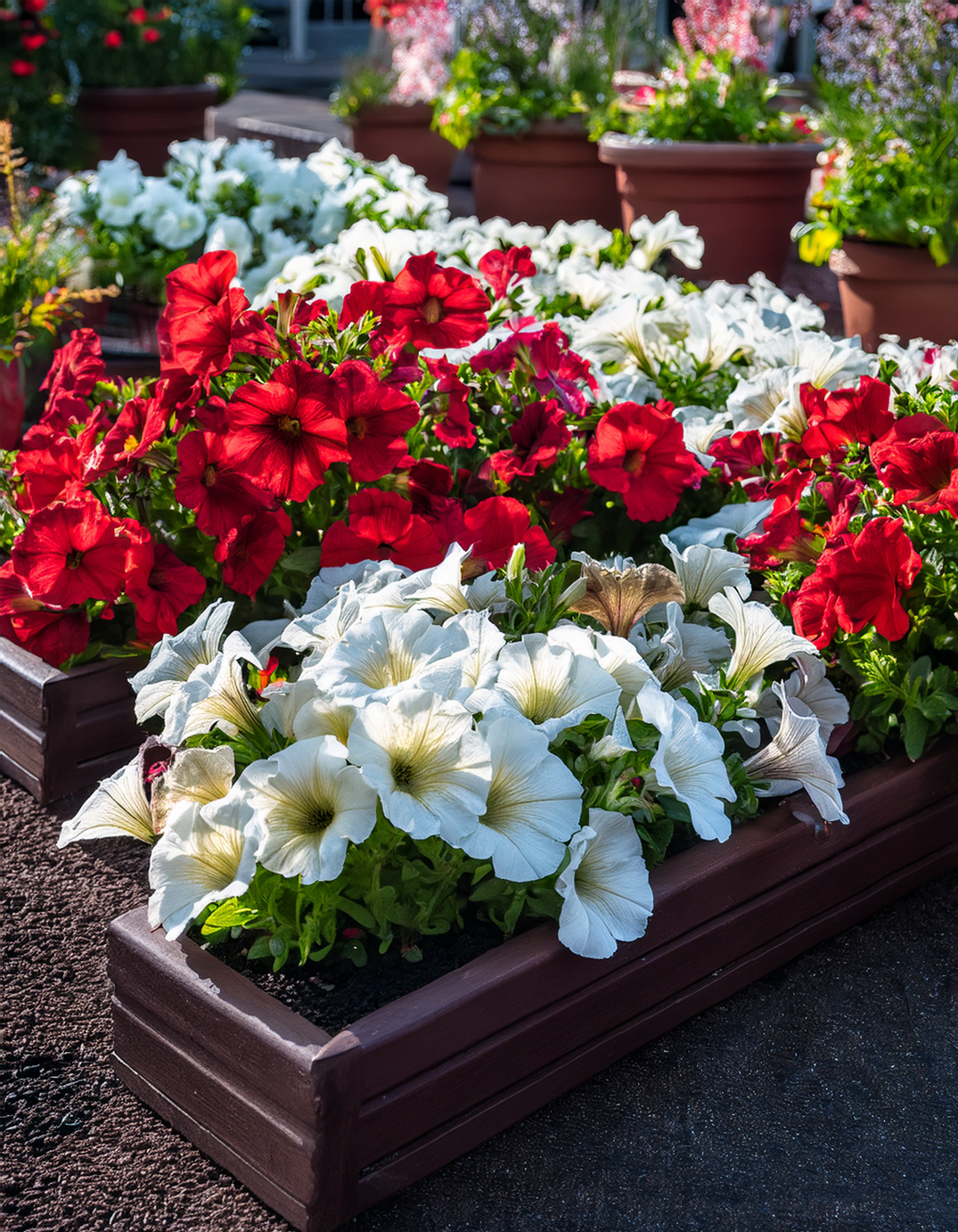 white and red petunia flowers growing in planters