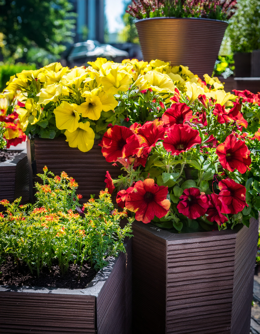 yellow and red petunia flowers growing in planters home garden
