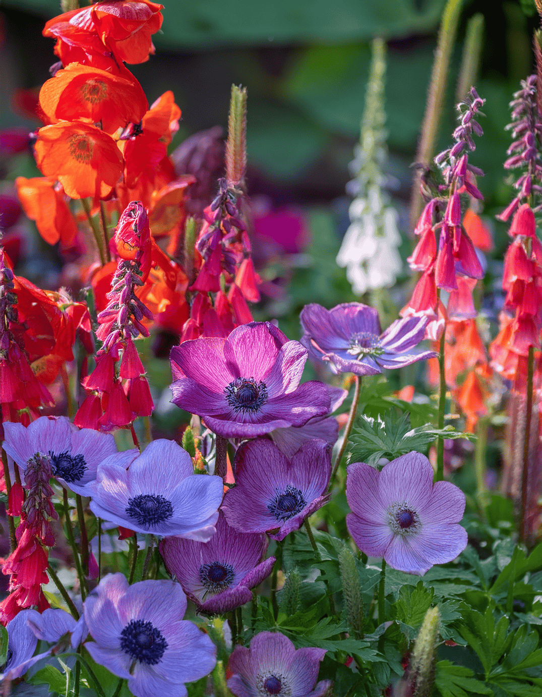Anemone flowers and Coral Bells r