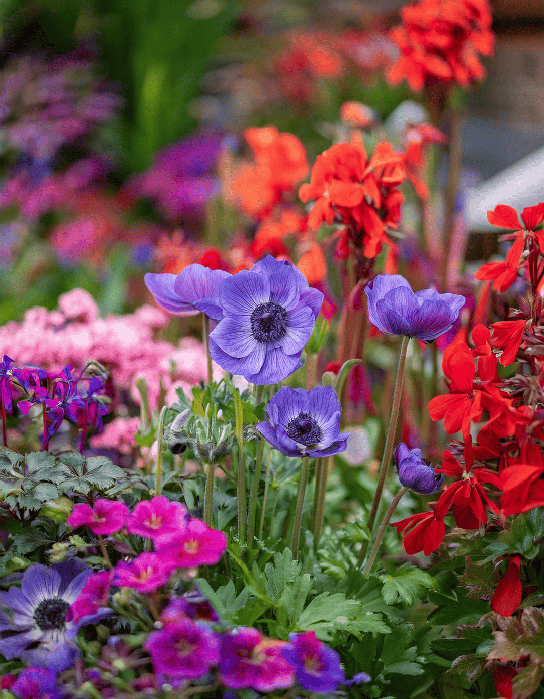 Anemone flowers and Geranium