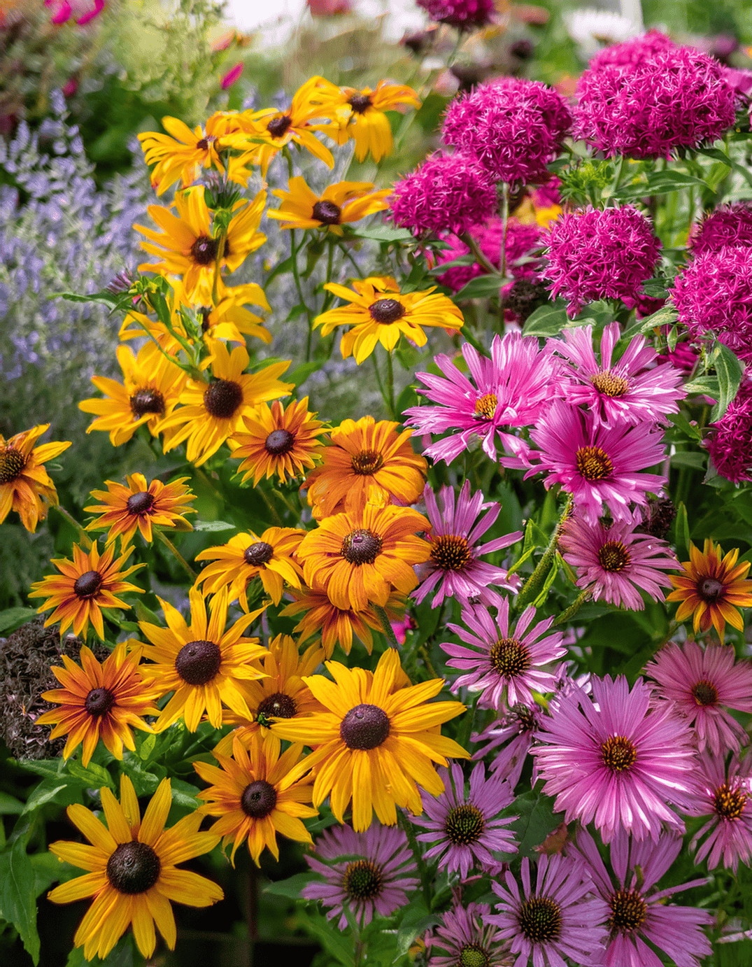 Asters and Black Eyed Susan susan flowers growing in a garden close up