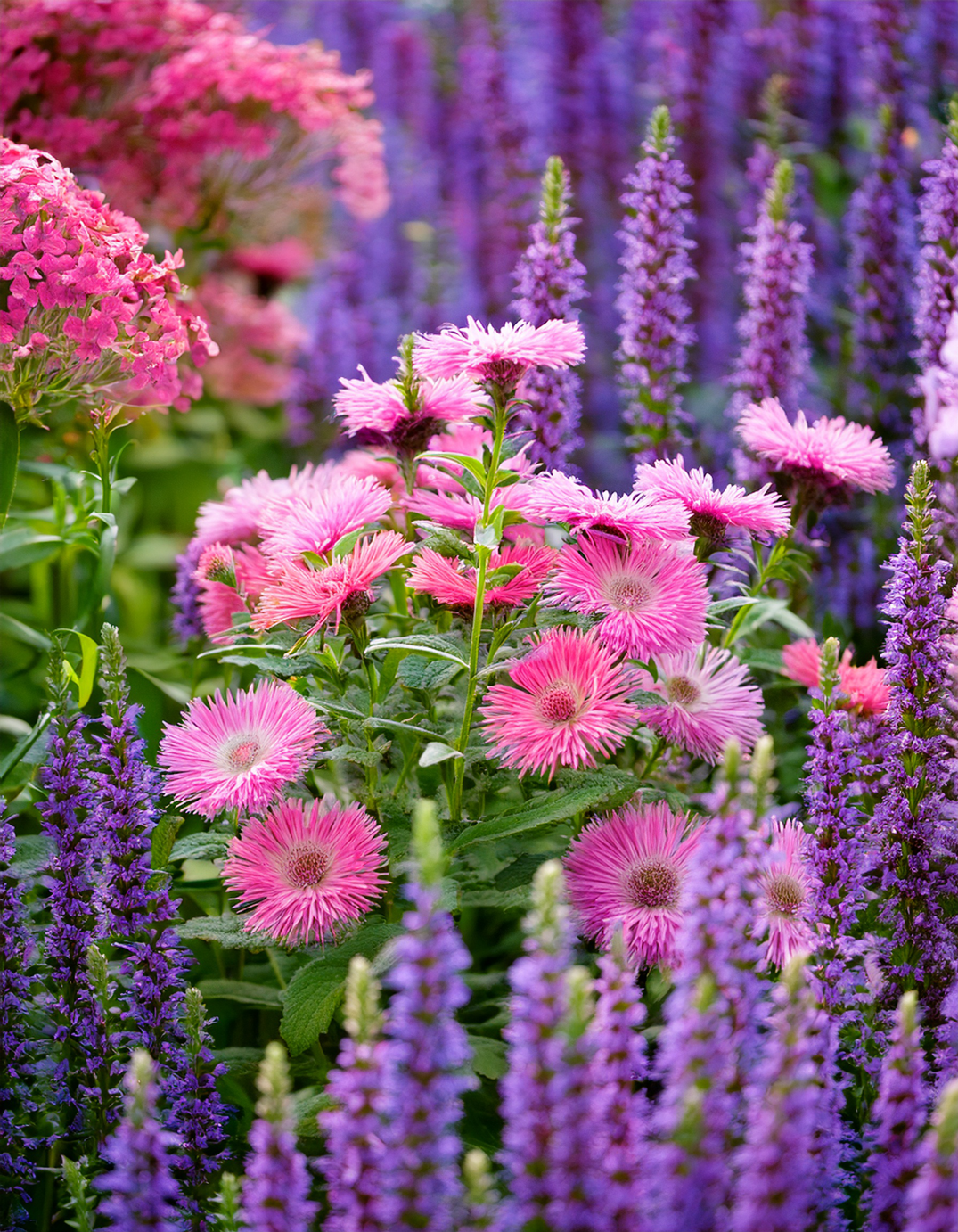 Asters and catmint