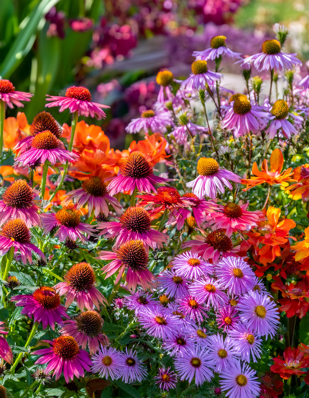 Asters and coneflowers