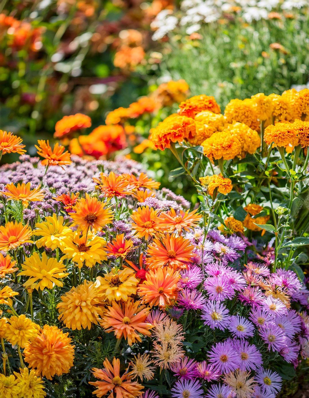 Asters and marigolds