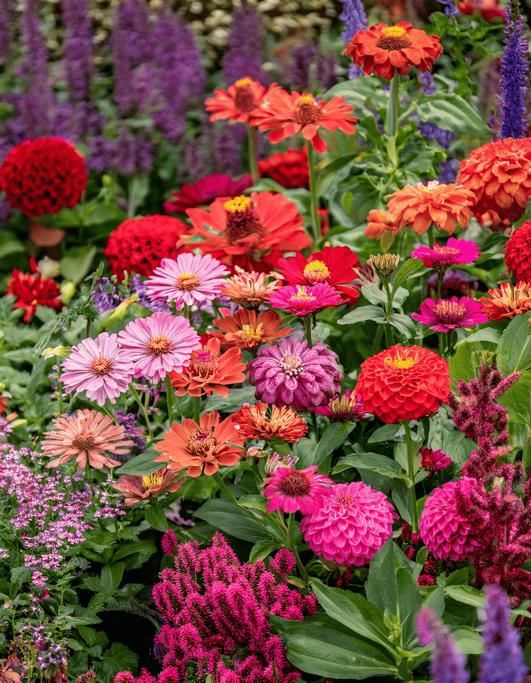 Asters and zinnias