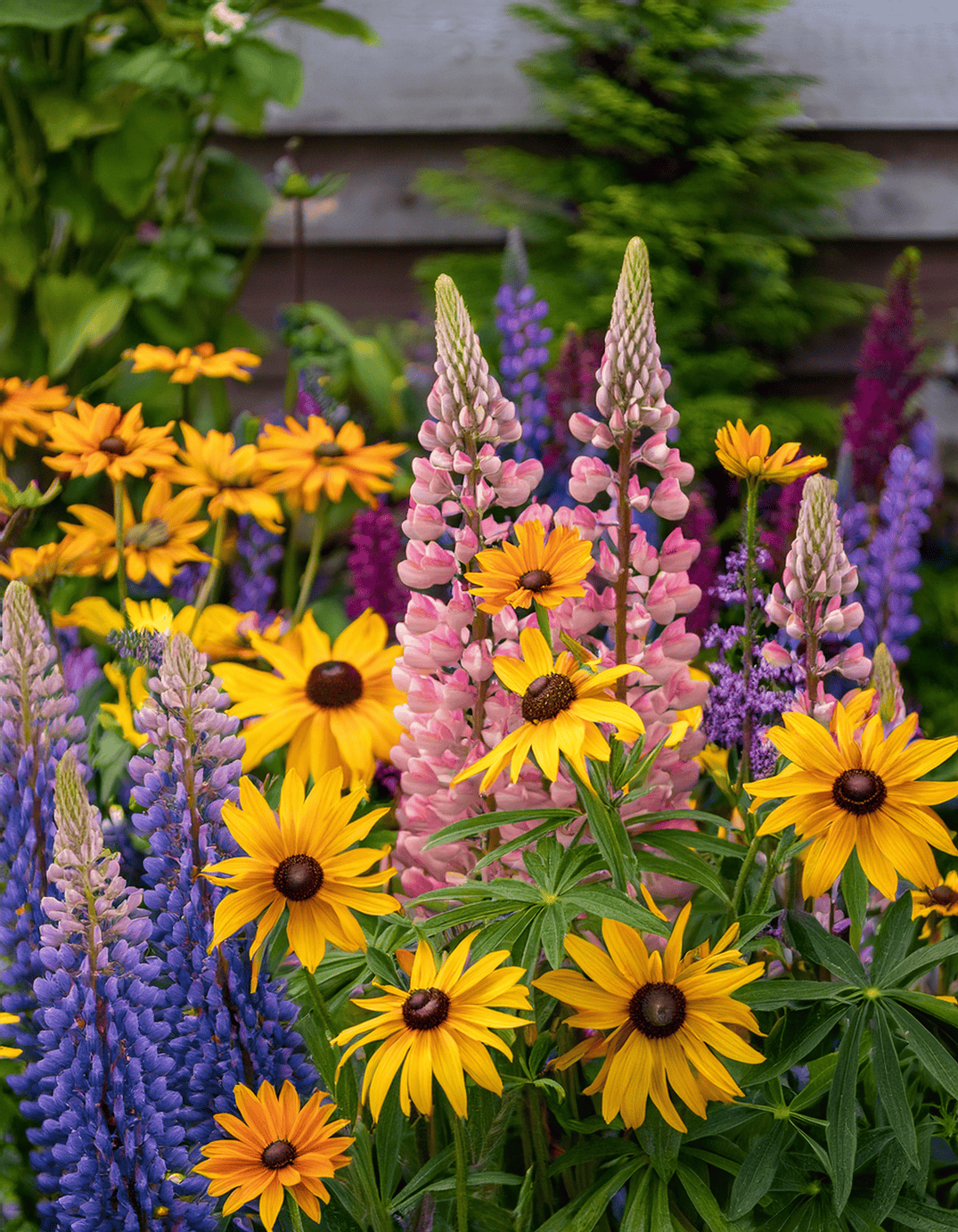 Black Eyed Susan and lupine flowers