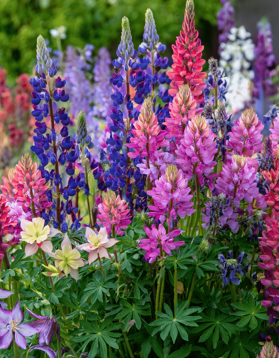 Columbine and lupine flower