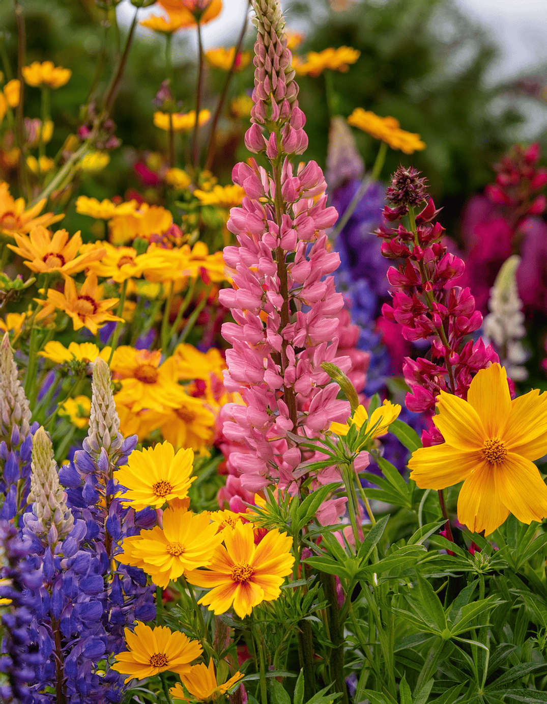 Coreopsis and lupine flowers wrap up