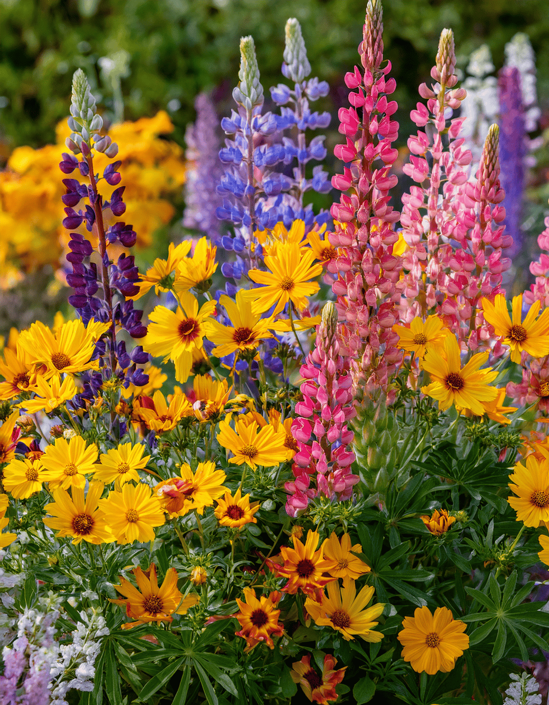 Coreopsis and lupine flowers