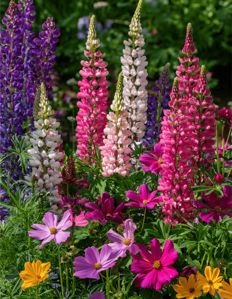 Cosmos and Lupine