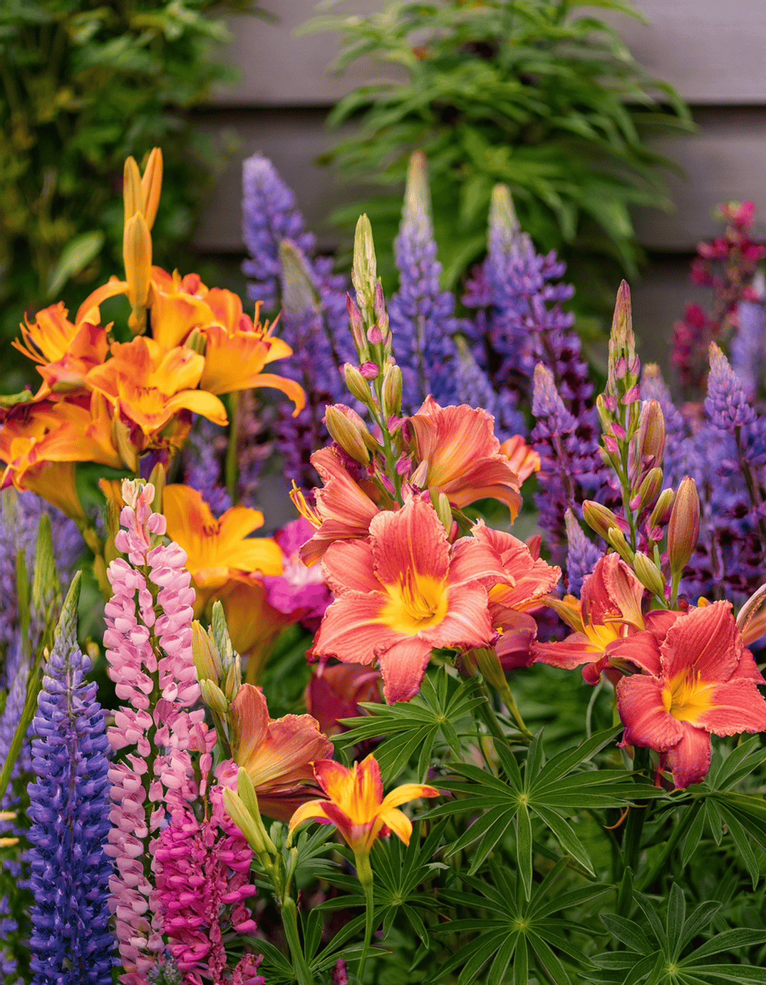 Daylily and lupine flowers