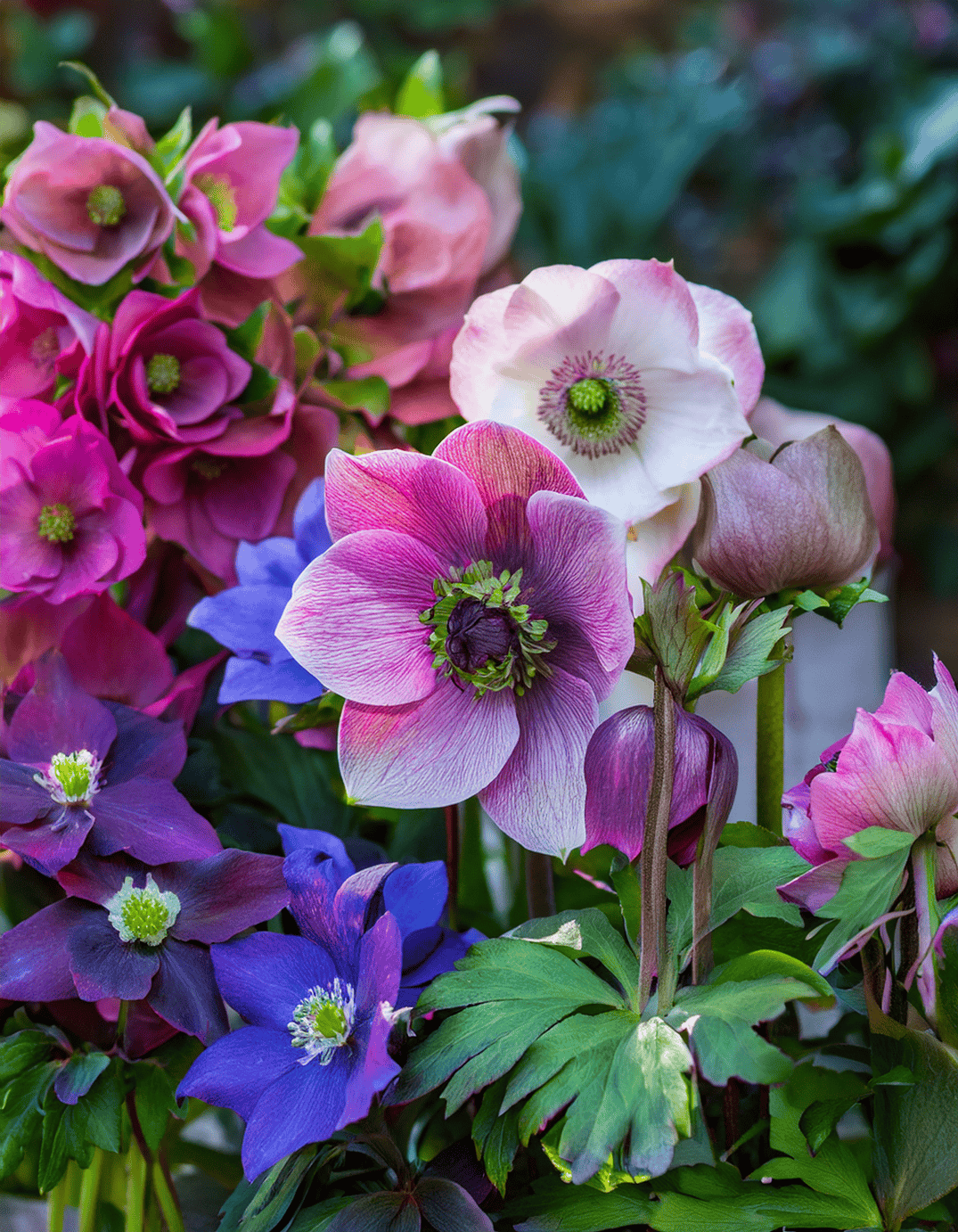 Firefly Anemone flowers and Hellebore flowers