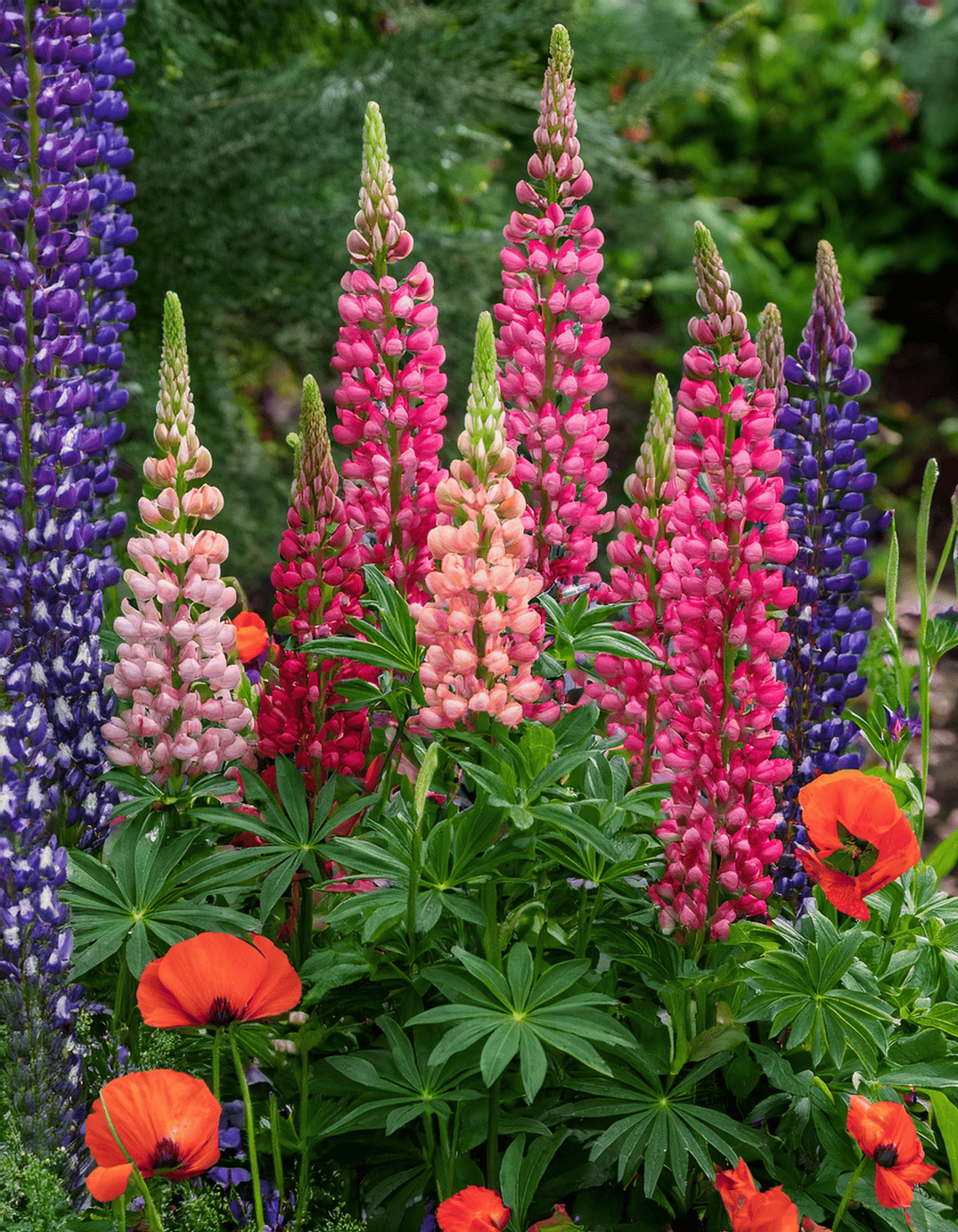 Lupine and poppy flowers