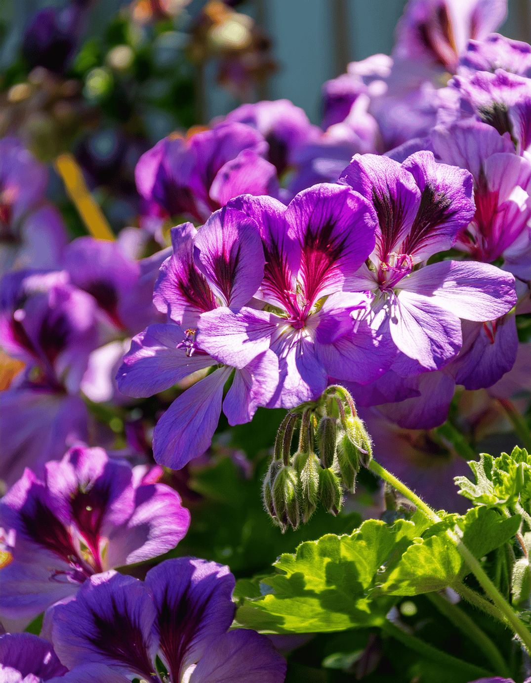 Lush geranium flowers