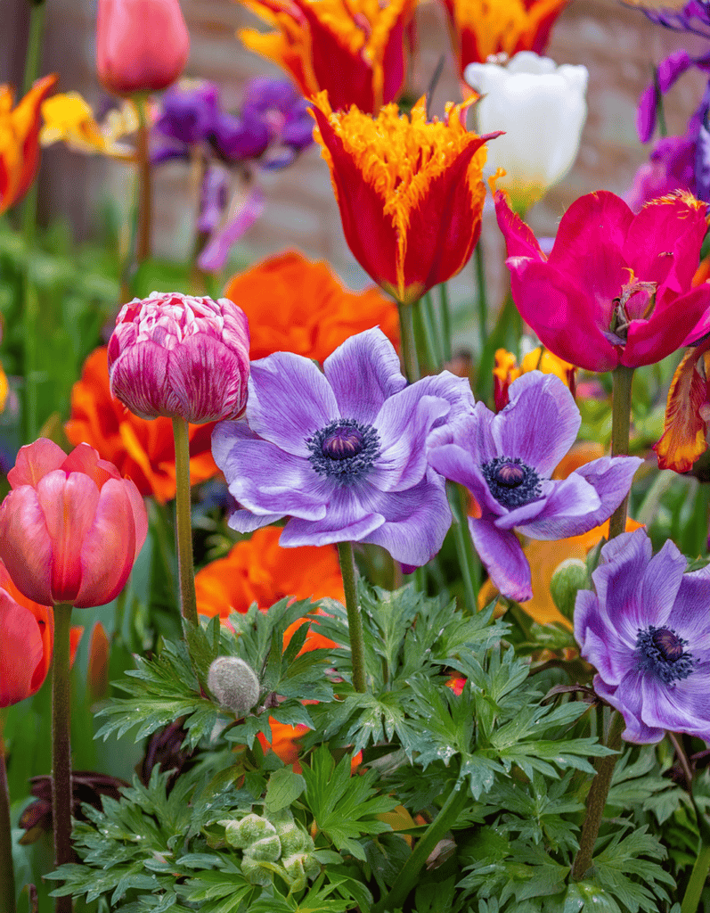 Many anemone flowers and tulips