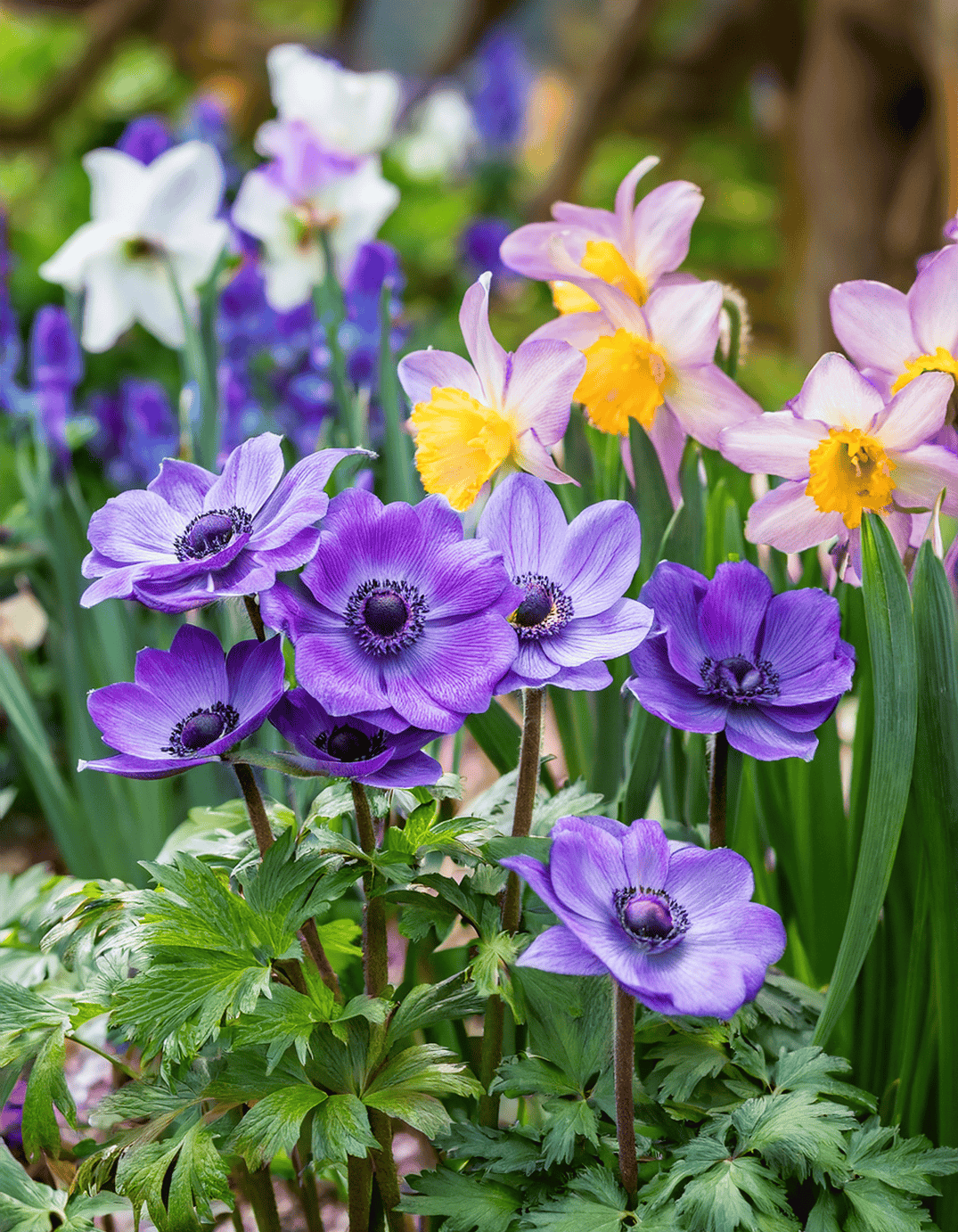 Many purple anemones growing and daffodils