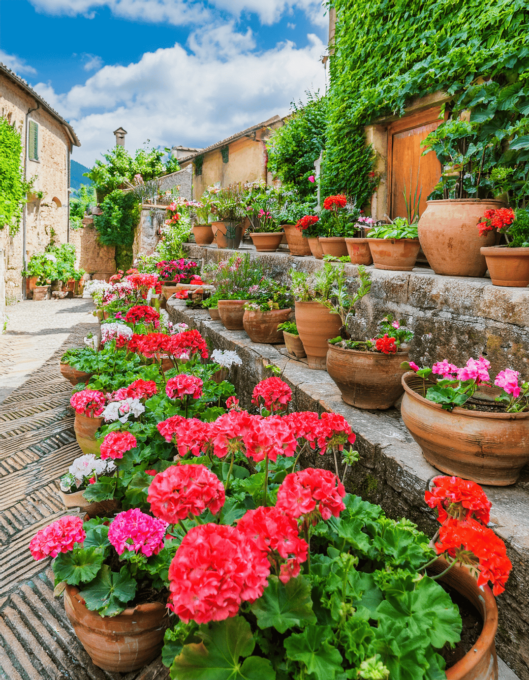 Potted geraniums
