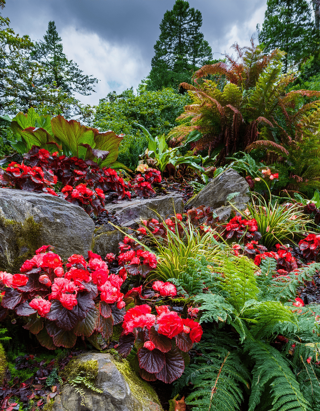 alpine garden begonias