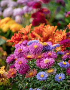 The Seamless Garden: 10 Companion Plants to Pair with Asters for Non-Stop Color