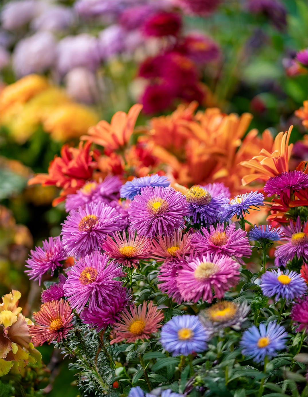The Seamless Garden: 10 Companion Plants to Pair with Asters for Non-Stop Color The Seamless Garden: 10 Companion Plants to Pair with Asters for Non-Stop Color