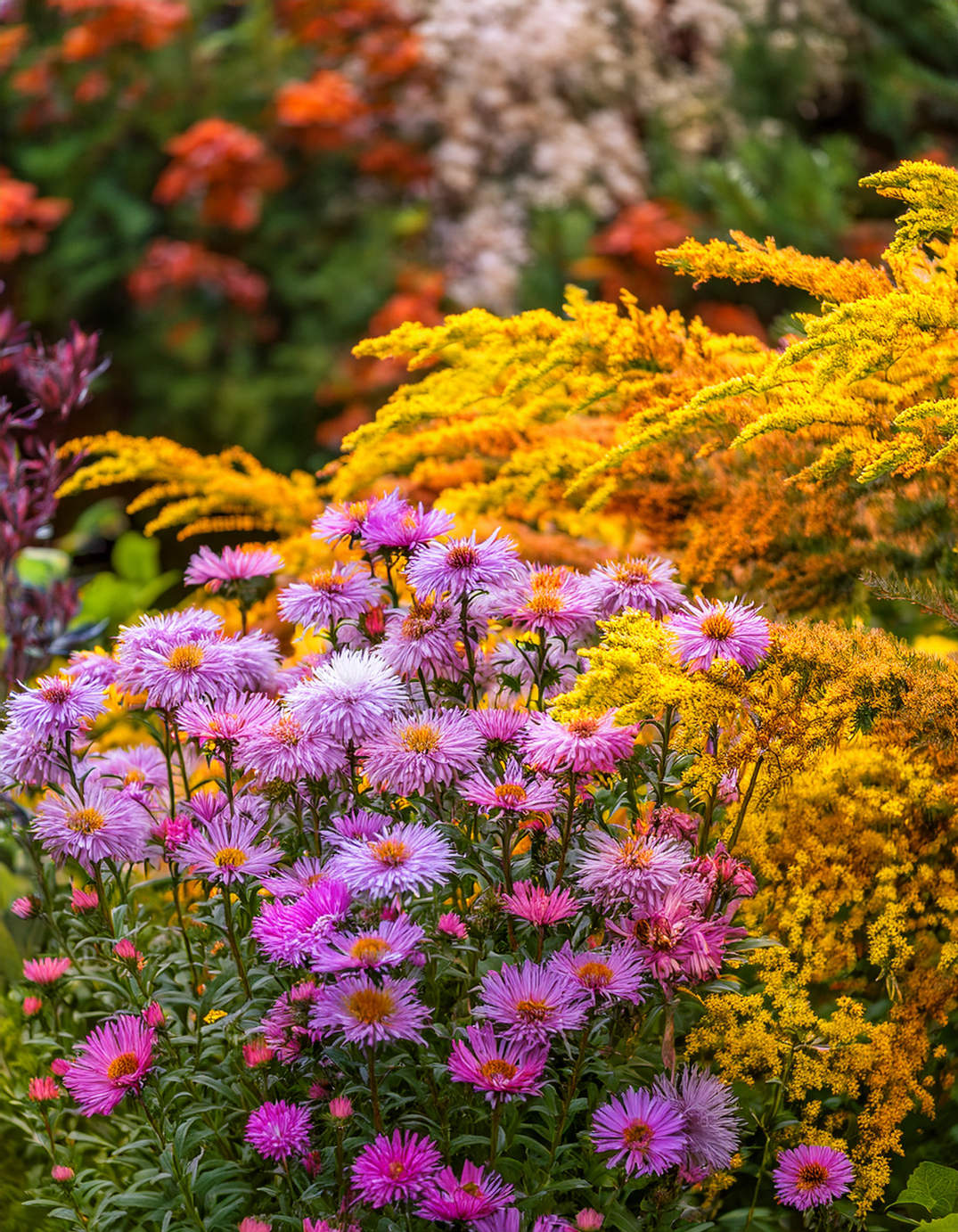 asters and goldenrod