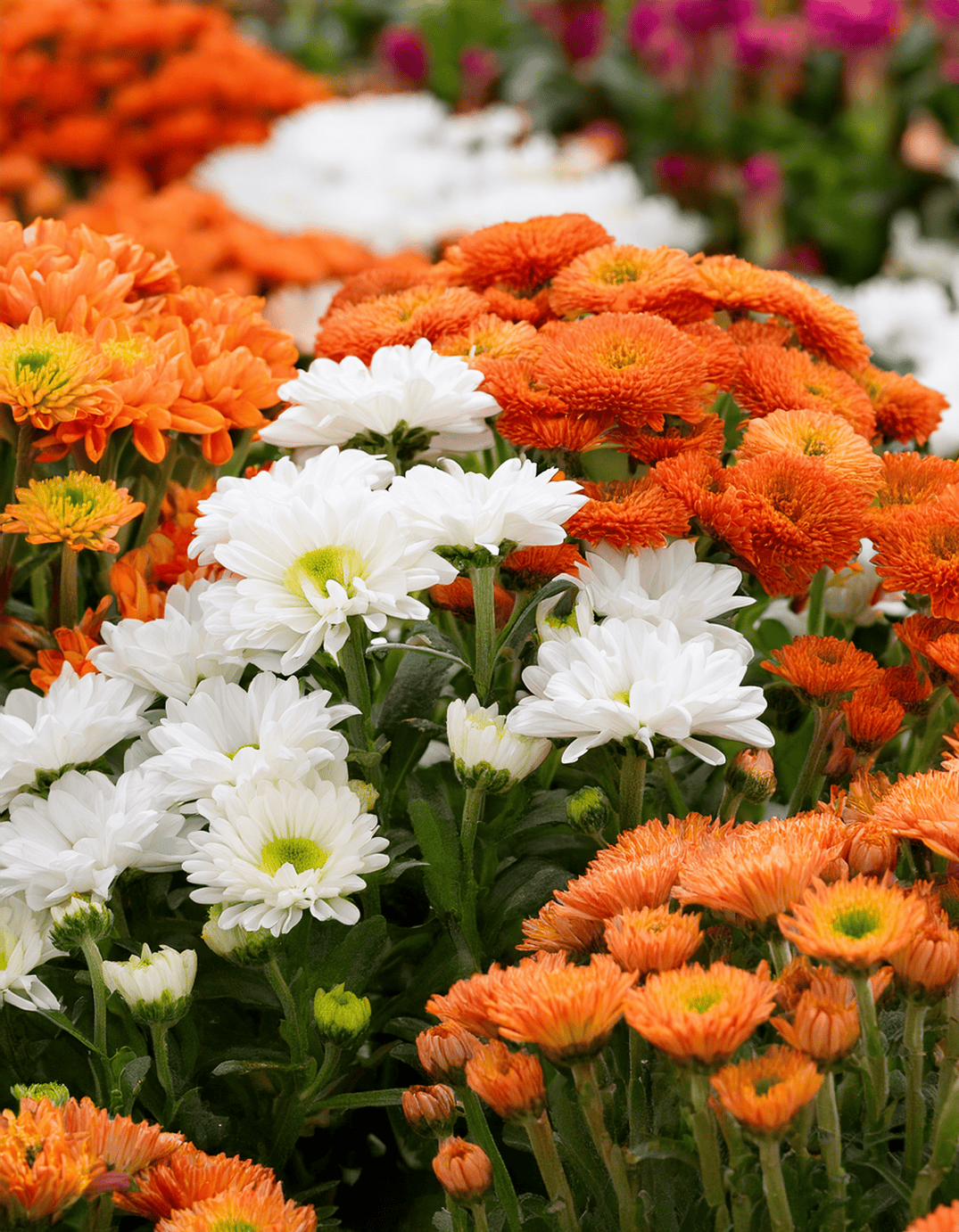 asters and mums