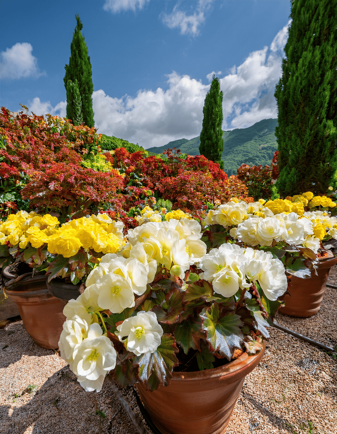 begonias along rolling umbrian hills