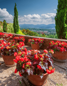 Begonias 101: How to Grow the Ultimate Heat-Defying Blooms