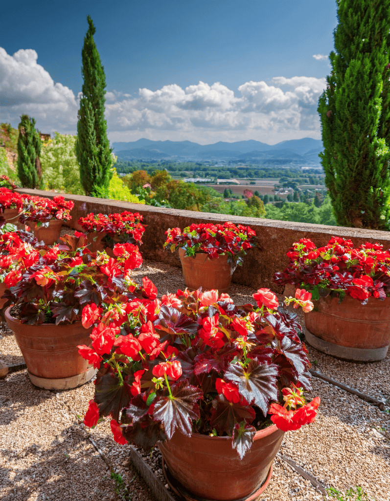 begonias growing in umbria